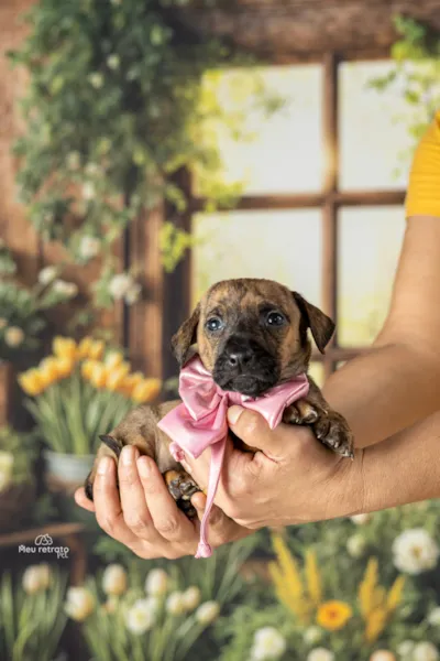 Del Rey Adota – CarnaPet