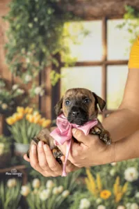 Del Rey Adota – CarnaPet