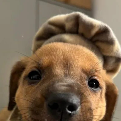 Feira de Adoção - Filhotes do Canil Municipal