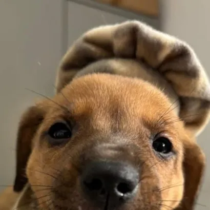 Feira de Adoção - Filhotes do Canil Municipal