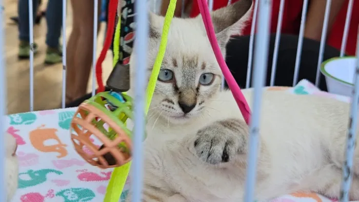 Feira de Adoção de Cães e Gatos no RioMar Recife
