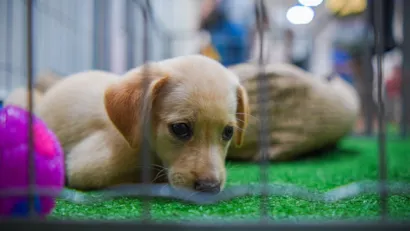Feira de Adoção de Cães em Maringá