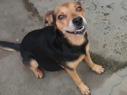 Feira de Adoção de Cães e Gatos em Aparecida de Goiânia