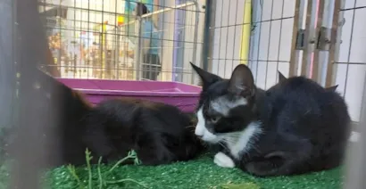 Feira de Adoção no Shopping Praça Nova Araçatuba