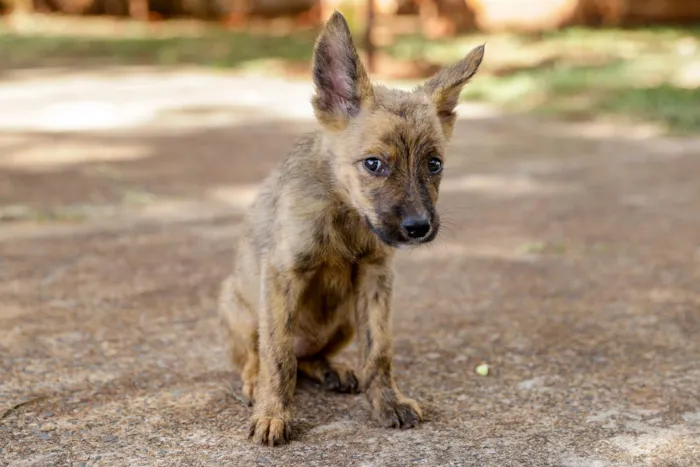 Feira de Adoção de Pets - Prefeiturade Ribeirão Preto