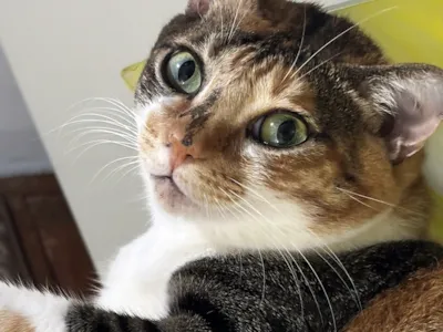 Campanha de Adoção Animal “Amigo Pet”