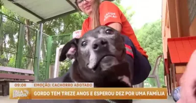 Adoção de Cães Idosos no Centro Municipal de SP