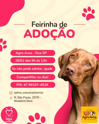 Feirinha de Adoção de Pets em Blumenau