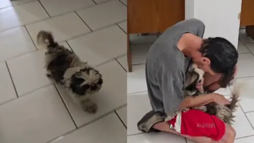 Reação de cachorrinha ao rever tutor em delegacia encerra disputa no RS e emociona a web