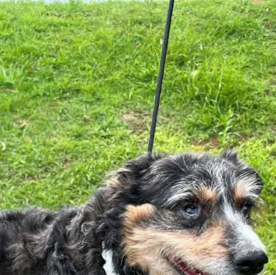 Feiras de Adoção de Animais em Barueri