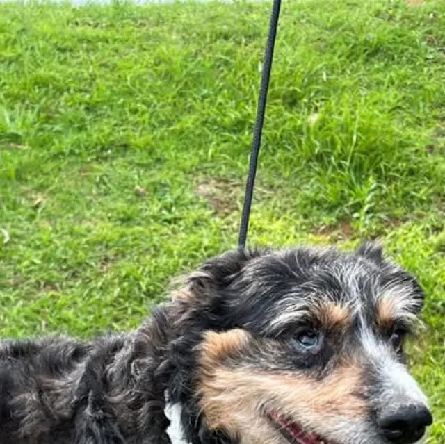 Feiras de Adoção de Animais em Barueri