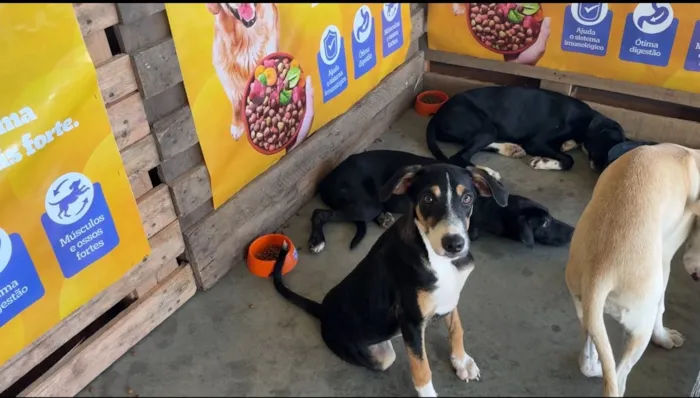 Participe da Primeira Feira de Adoção de Cães e Gatos em Areia Branca nos dias 27 e 28 de Fevereiro de 2026. Adote com responsabilidade!