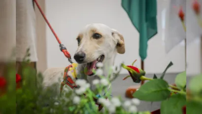 Feira de Adoção e Vacinação Gratuita em Belém