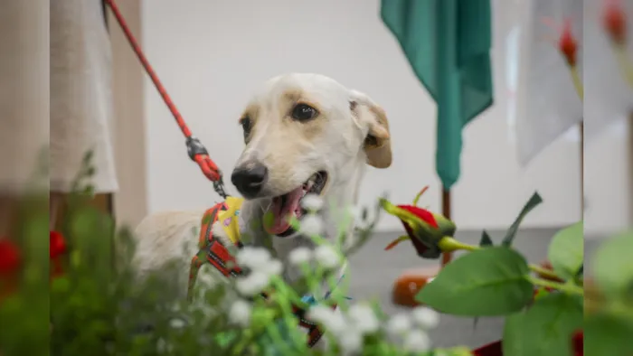 Participe da feira de adoção e vacinação gratuita de Belém no dia 28/02/2026. Dê uma nova chance a um animal resgatado!