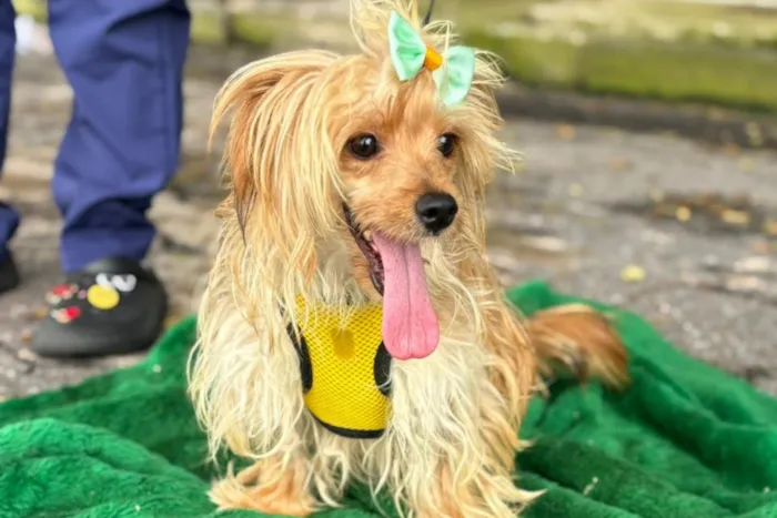 Participe do Dia de Adoção em Betim e encontre um novo amigo! Sábado, 28 de fevereiro, no Monte Carmo Shopping.