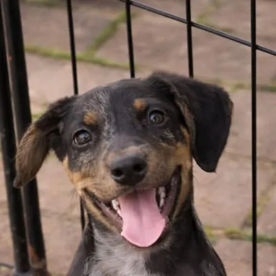 Feira de Adoção de Animais em Vinhedo