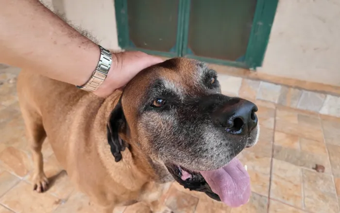Reencontro Emocionante: Cachorro Desaparecido Retorna para Casa