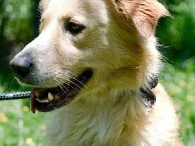 Adoção de Cães e Gatos em Bonsucesso