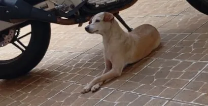 4ª Feira de Adoção de Cães e Gatos