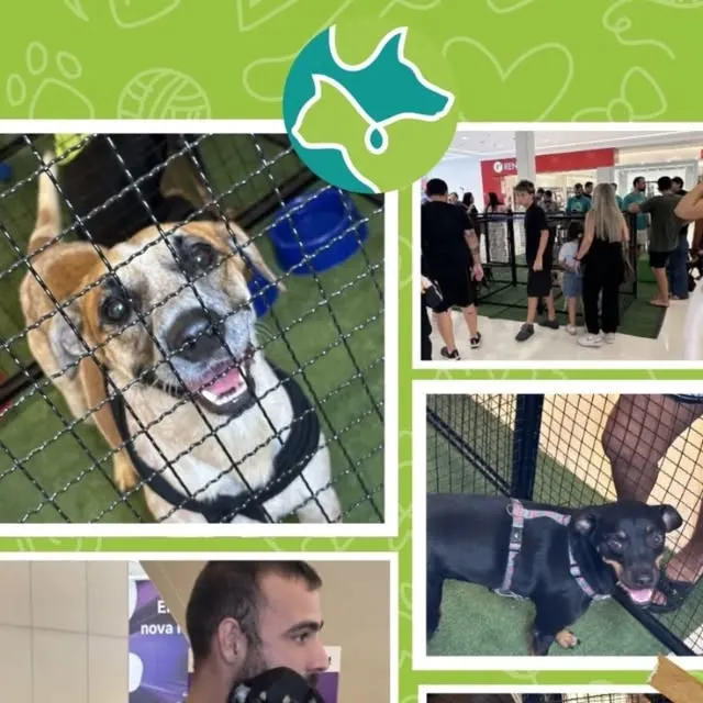 Evento de Adoção Responsável - Clube Amigo dos Animais