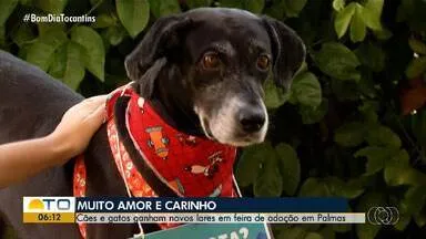 Cães e Gatos Encontram Novos Lares em Feira de Adoção em Palmas