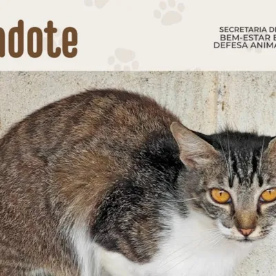 Adoção Responsável de Animais