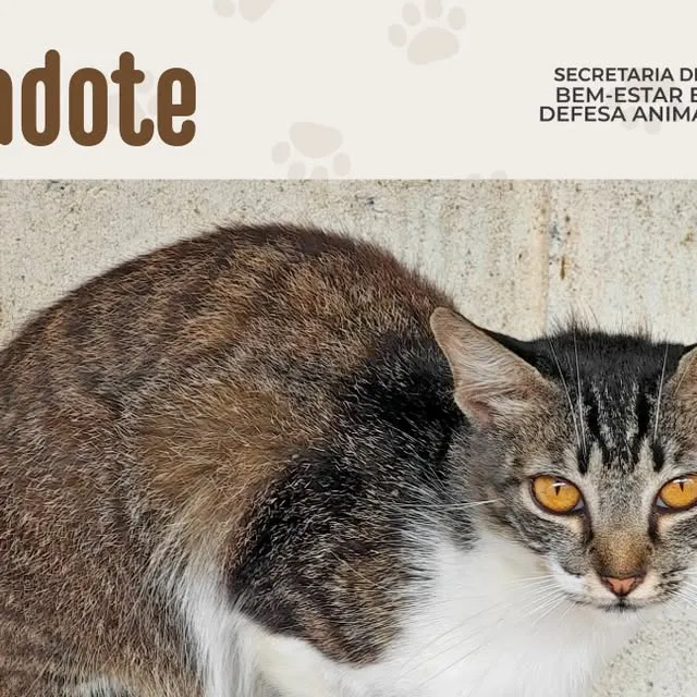 Adoção Responsável de Animais