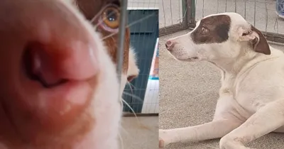 Feira de Adoção de Animais na Praça CEU