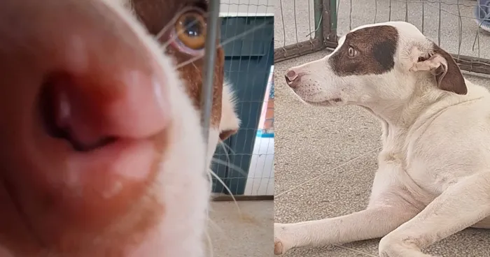 Feira de Adoção de Animais na Praça CEU