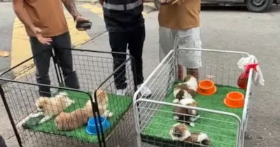 Adoção de Filhotes Resgatados em Vigário Geral