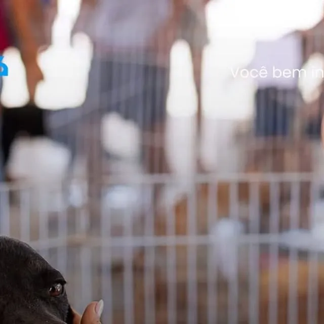 Campanha de Adoção de Animais