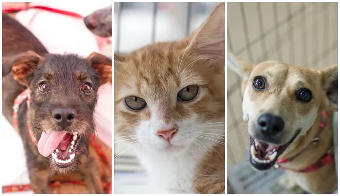 Evento de Adoção de Animais em Goiânia