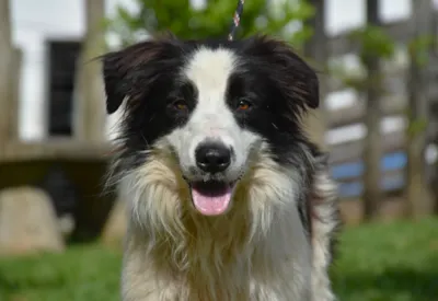 Feira de Adoção de Animais em Botucatu