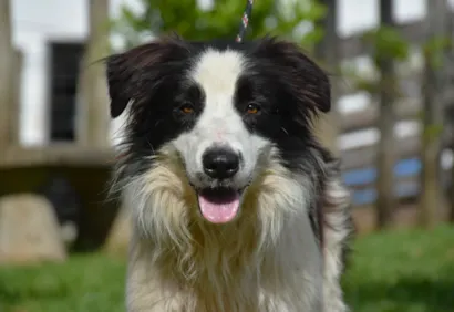 Feira de Adoção de Animais em Botucatu