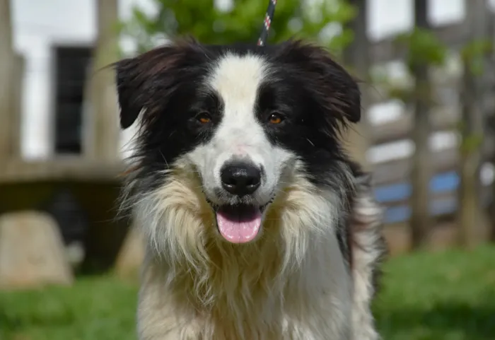 Feira de Adoção de Animais em Botucatu