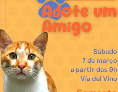 Campanha de Adoção de Gatos - Adote um Amigo