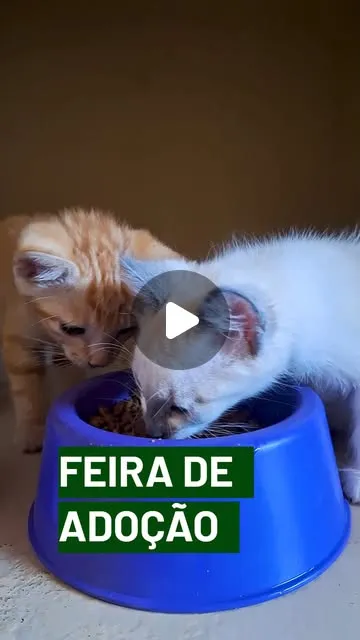 Feira de Adoção de Animais em Limeira