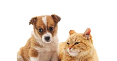 Projeto Meu Amigão: Feira de Adoção de Cães e Gatos no Marco Zero de Caruaru