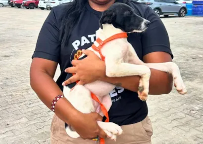 Feira de Adoção de Animais em Cruzeiro do Sul