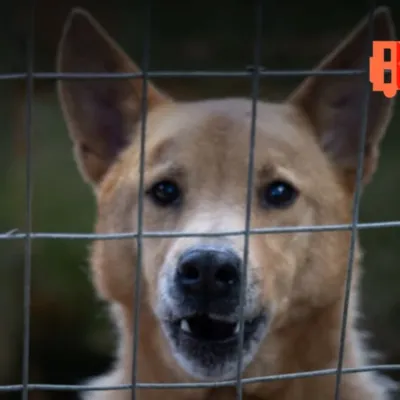 Evento de Adoção Responsável no Ventura Shopping