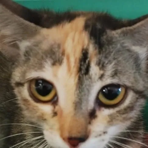 Feira de Adoção de Animais