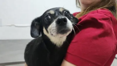 A cadela Bonnie, resgatada de situação cruel, encontra um novo lar