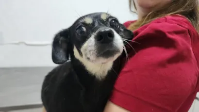 A cadela Bonnie, resgatada de situação cruel, encontra um novo lar