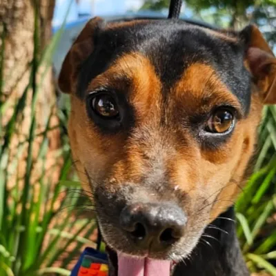 Adote um Novo Amigo: Evento de Adoção de Animais em Sertãozinho