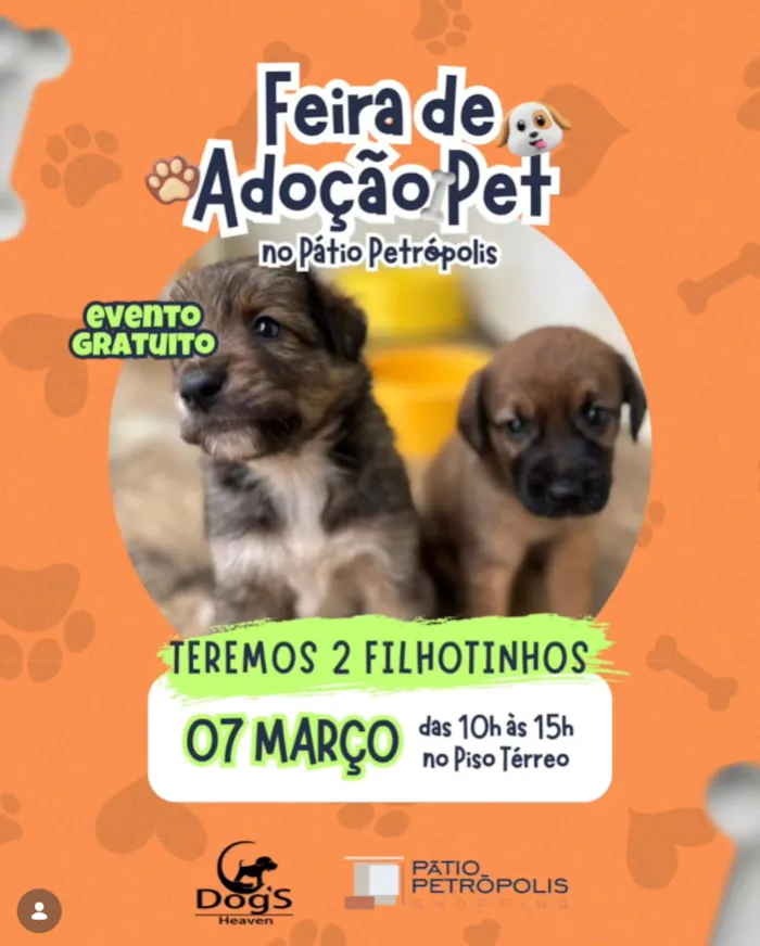 Participe da Feira de Adoção Pet no Pátio Petrópolis Shopping em 07/03, das 10h às 15h. Encontre um novo amigo e ofereça um lar cheio de amor.
