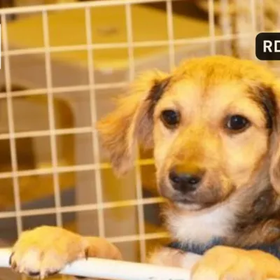 Feira de Adoção Animal OAB Santo André