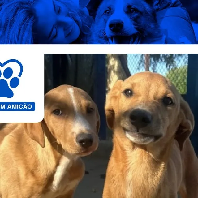 Adoção de Animais no Canil Municipal