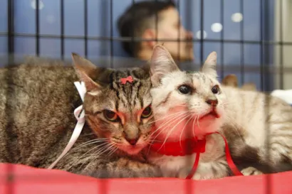 Campanha de Adoção de Animais em Nova Iguaçu