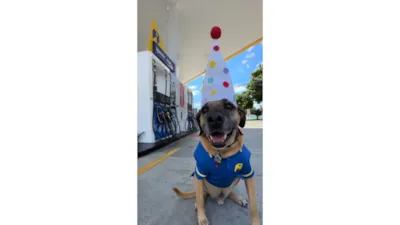 Ação de Adoção Responsável em Campinas - Aniversário de Matuê