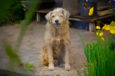 Sultão, o cão que viveu 4 mil dias em abrigo, ganha lar definitivo